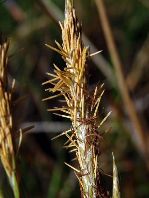 Ostřice měchýřkatá (Carex vesicaria L.)