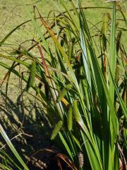 Ostřice nedošáchor (Carex pseudocyperus L.)   