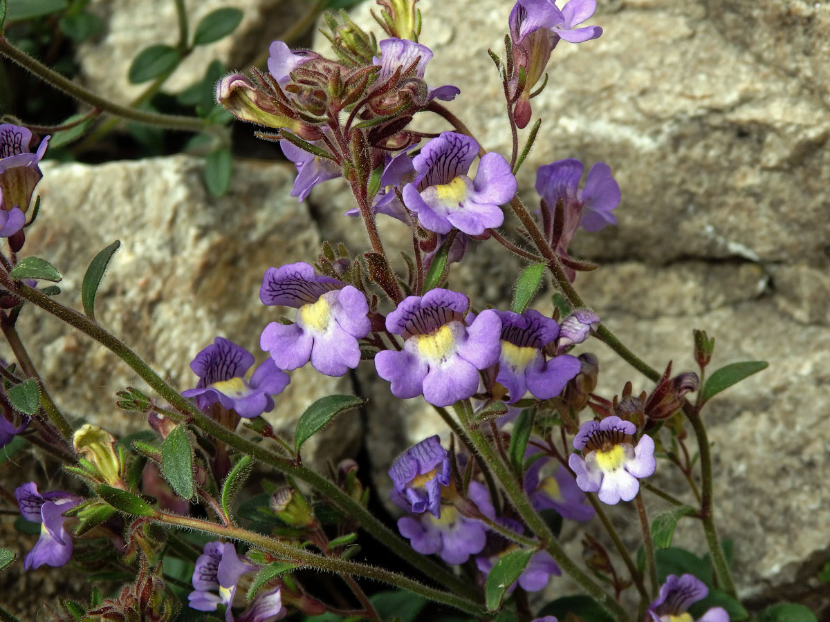 Tlamkatec mateřídouškolistý (Chaenorhinum origanifolium (L.) Fourr.)