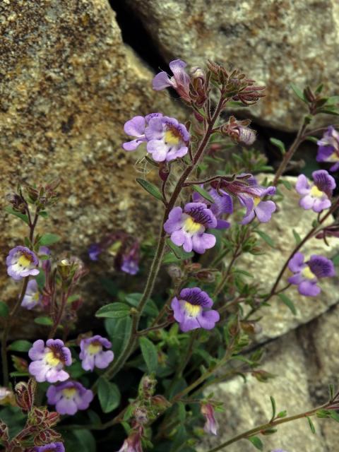 Tlamkatec mateřídouškolistý (Chaenorhinum origanifolium (L.) Fourr.)