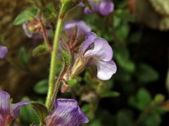 Tlamkatec mateřídouškolistý (Chaenorhinum origanifolium (L.) Fourr.)