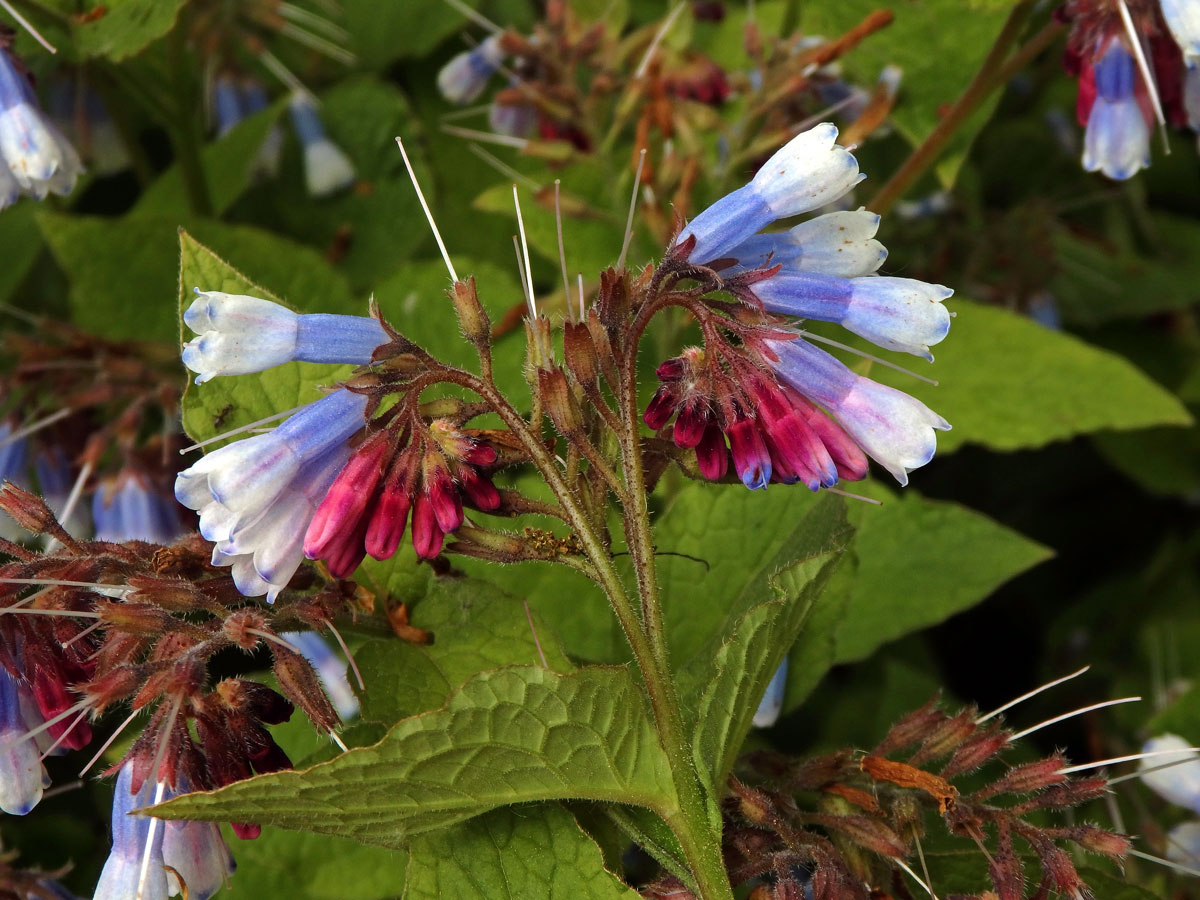 Kostival velkokvětý (Symphytum grandiflorum DC.)