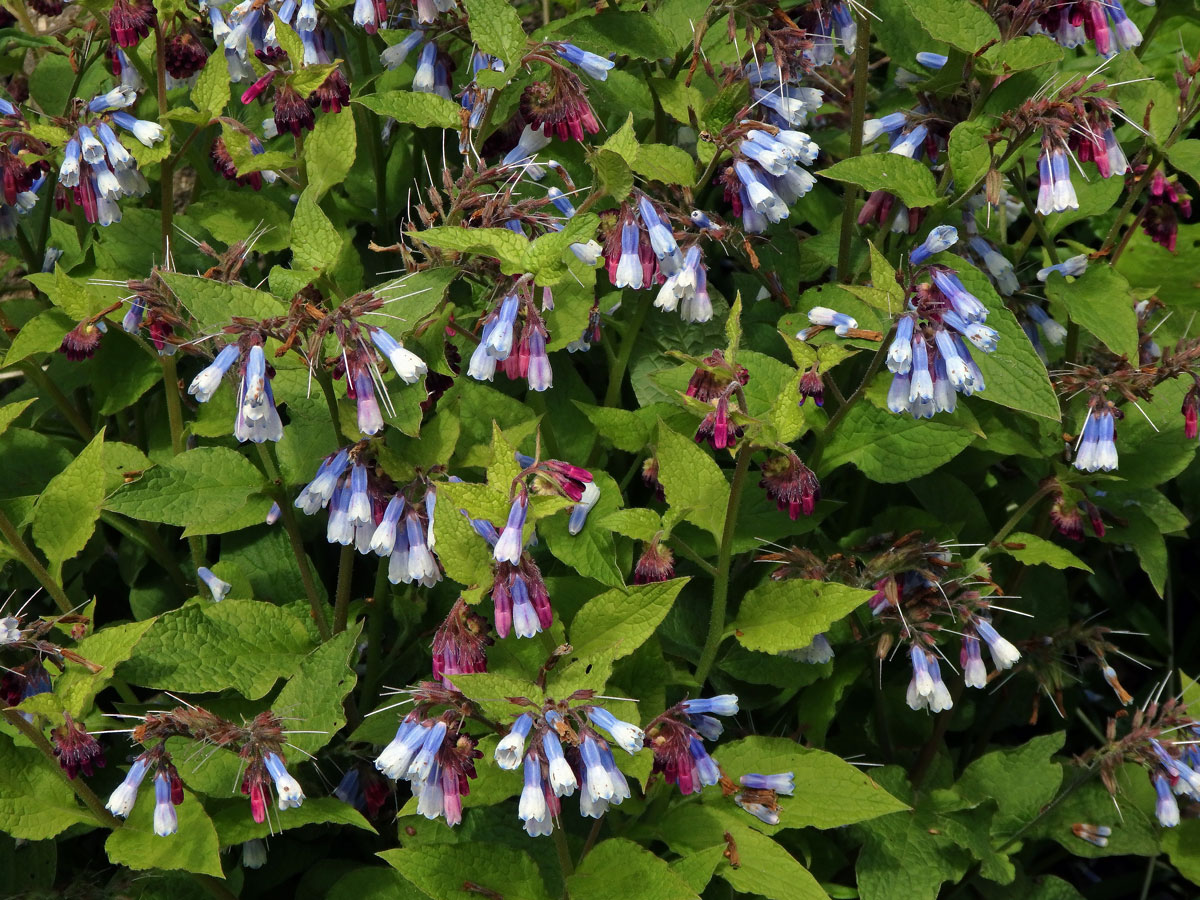 Kostival velkokvětý (Symphytum grandiflorum DC.)