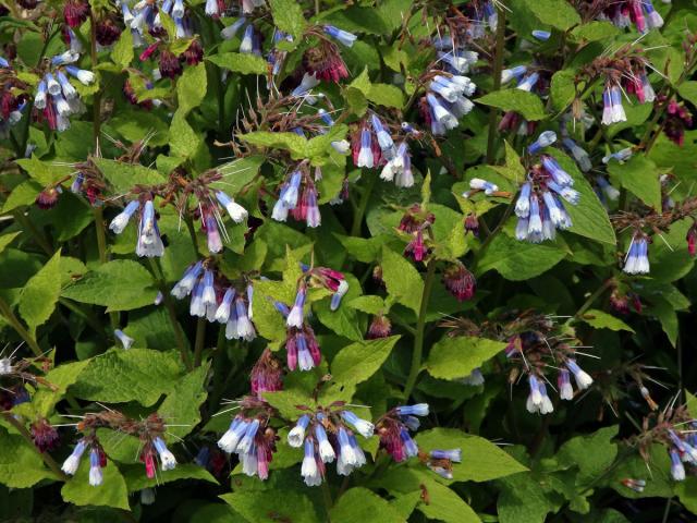 Kostival velkokvětý (Symphytum grandiflorum DC.)