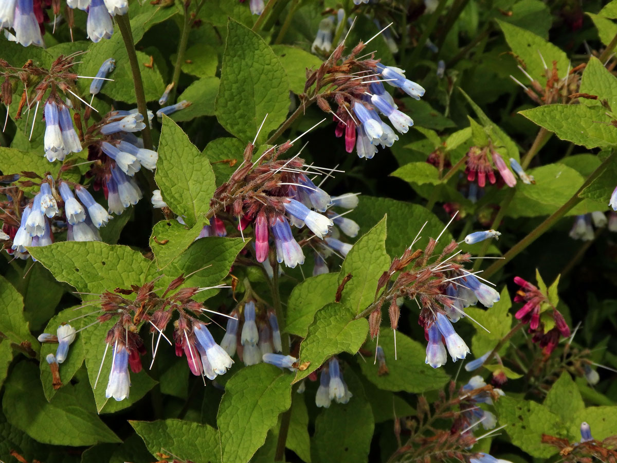 Kostival velkokvětý (Symphytum grandiflorum DC.)