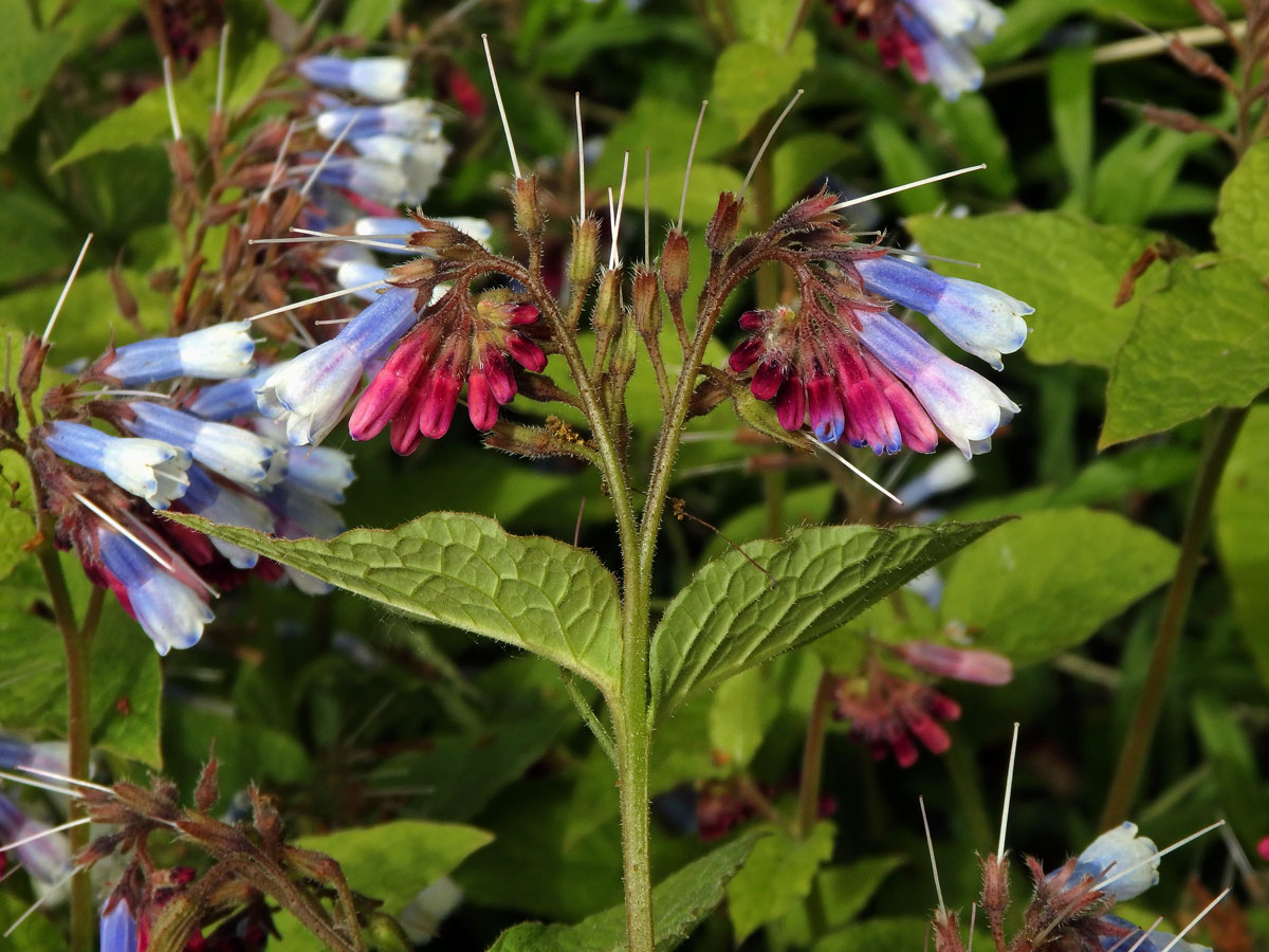 Kostival velkokvětý (Symphytum grandiflorum DC.)