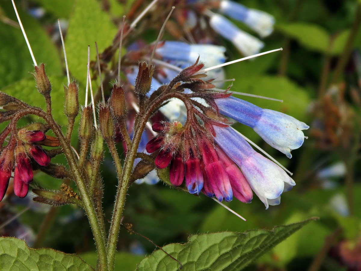 Kostival velkokvětý (Symphytum grandiflorum DC.)