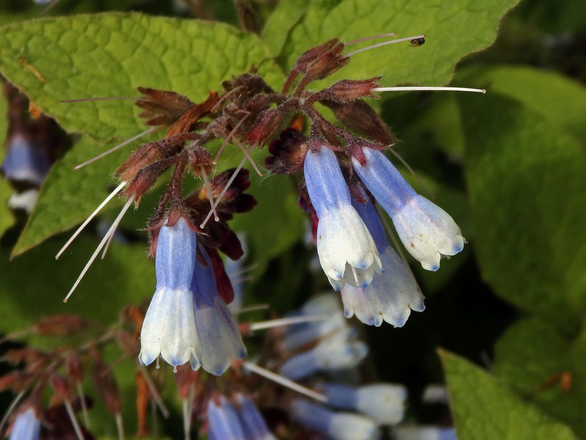 Kostival velkokvětý (Symphytum grandiflorum DC.)