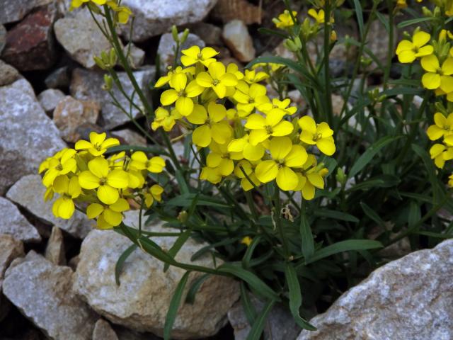 Trýzel (Erysimum majellense Polatschek)