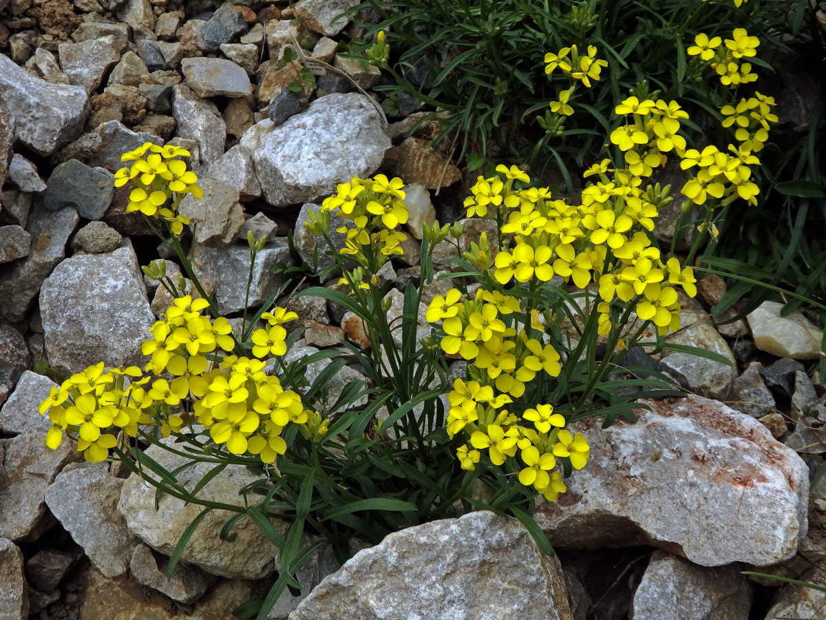 Trýzel (Erysimum majellense Polatschek)