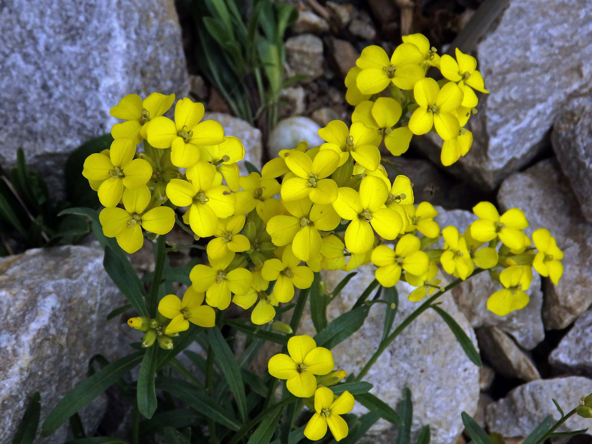 Trýzel (Erysimum majellense Polatschek)