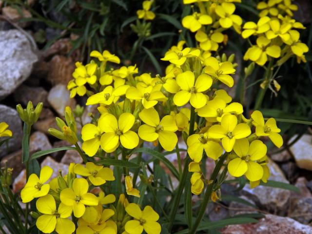 Trýzel (Erysimum majellense Polatschek)