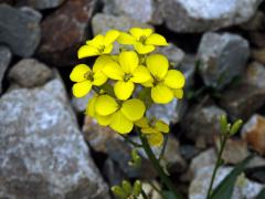 Trýzel (Erysimum majellense Polatschek)