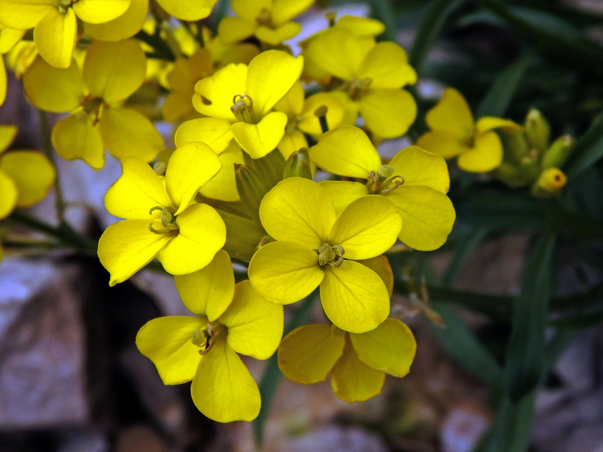 Trýzel (Erysimum majellense Polatschek)