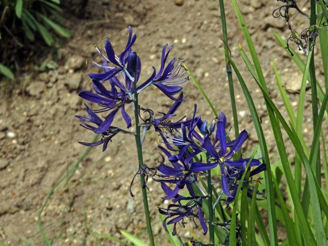 Ladoník (Camassia quamash (Pursh) Greene)