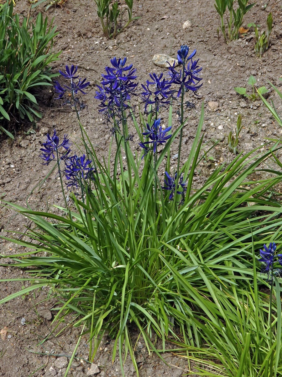 Ladoník (Camassia quamash (Pursh) Greene)