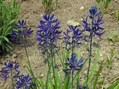 Ladoník (Camassia quamash (Pursh) Greene)