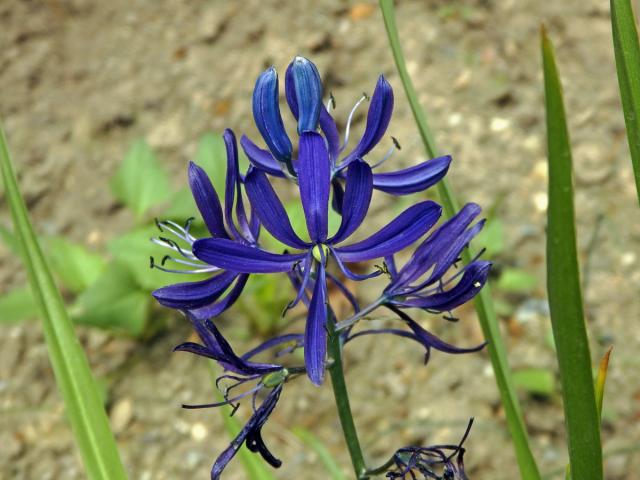 Ladoník (Camassia quamash (Pursh) Greene)