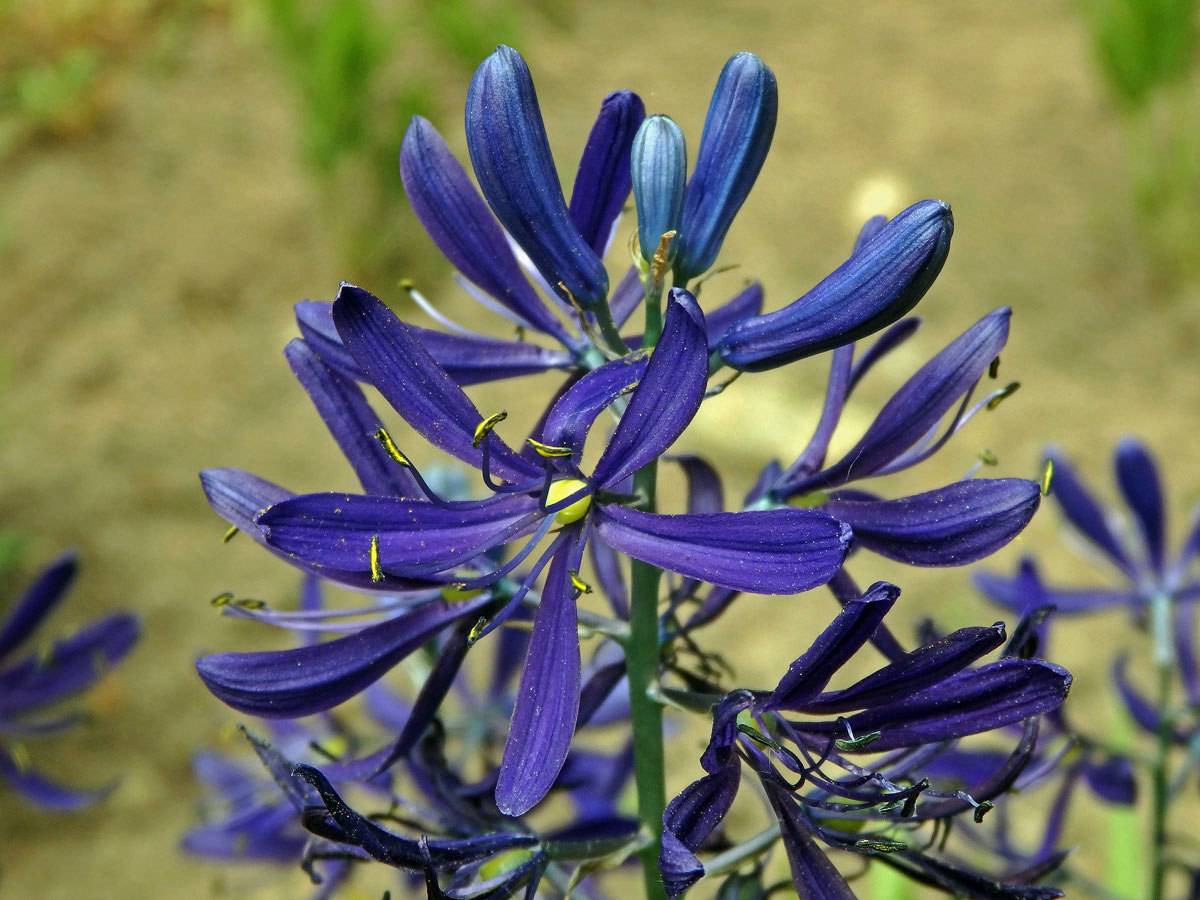 Ladoník (Camassia quamash (Pursh) Greene)