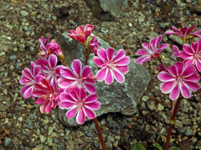 Levisie květnatá (Lewisia cotyledon (S. Wats.) B. L. Robins.)