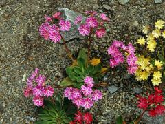 Levisie květnatá (Lewisia cotyledon (S. Wats.) B. L. Robins.)