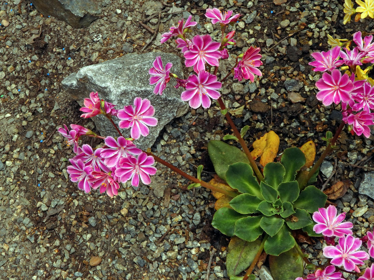 Levisie květnatá (Lewisia cotyledon (S. Wats.) B. L. Robins.)