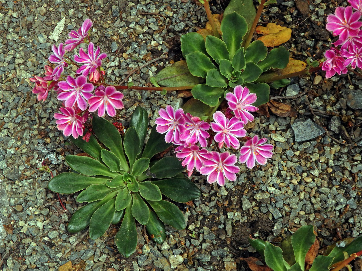 Levisie květnatá (Lewisia cotyledon (S. Wats.) B. L. Robins.)