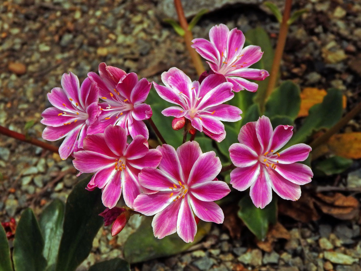 Levisie květnatá (Lewisia cotyledon (S. Wats.) B. L. Robins.)