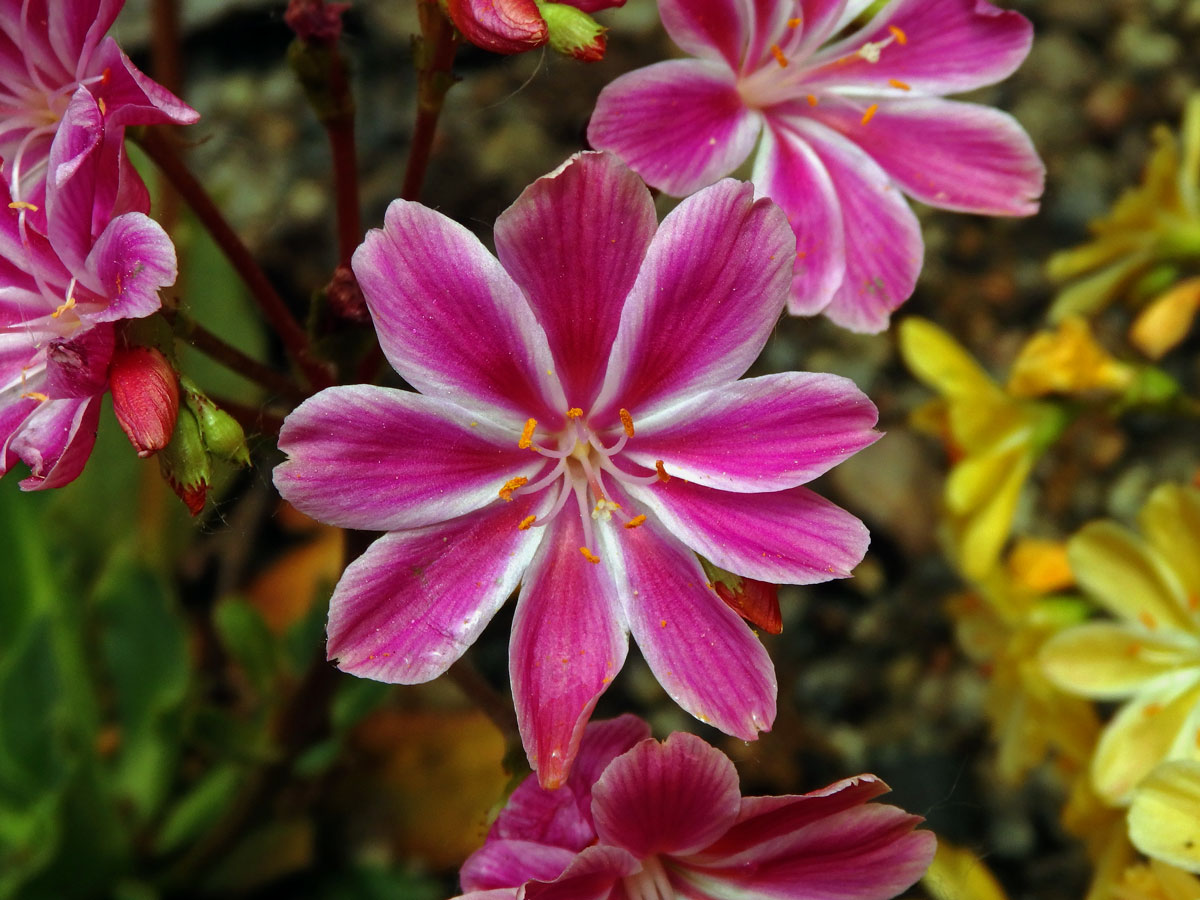 Levisie květnatá (Lewisia cotyledon (S. Wats.) B. L. Robins.)