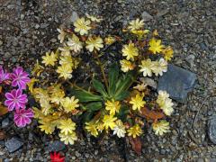 Levisie květnatá (Lewisia cotyledon (S. Wats.) B. L. Robins.)