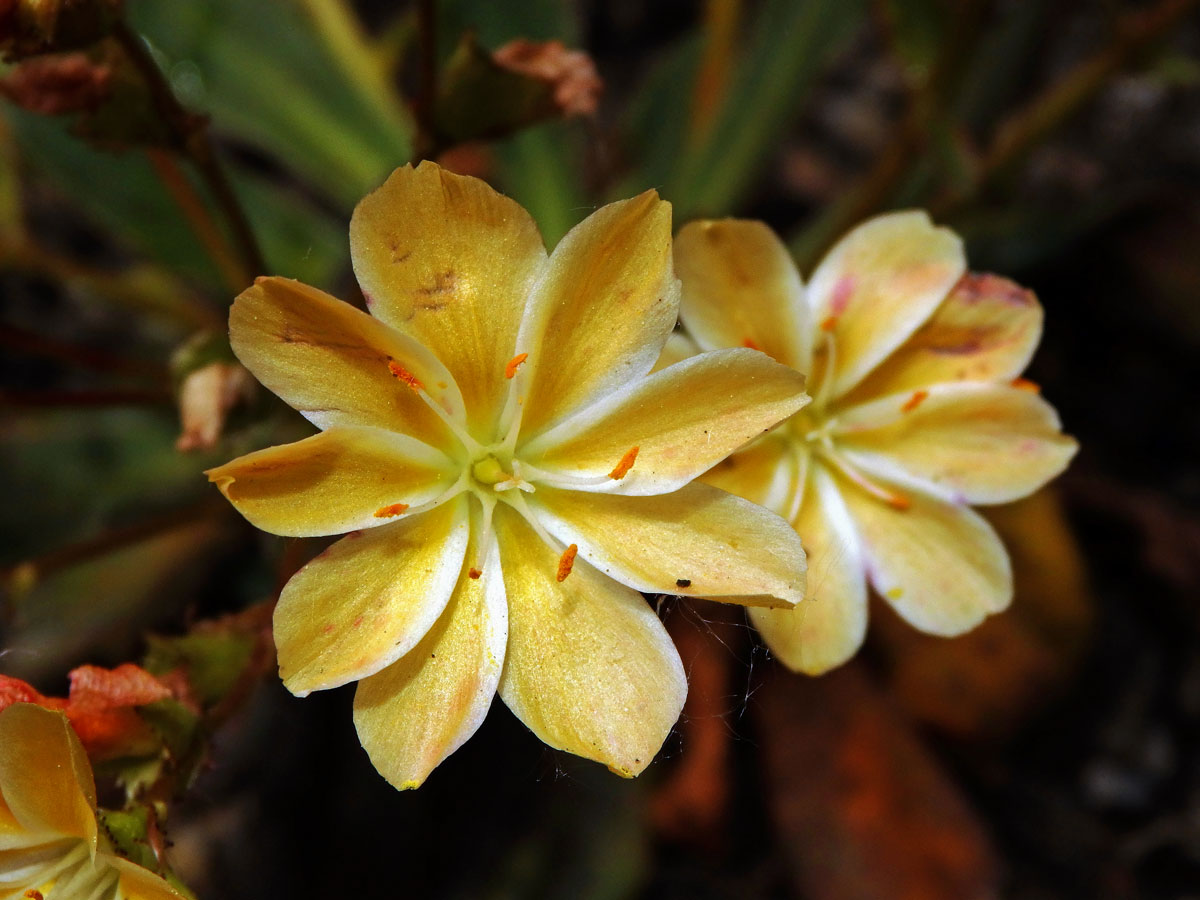 Levisie květnatá (Lewisia cotyledon (S. Wats.) B. L. Robins.)