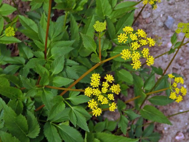 Zizia aurea (L.) W. D. J. Koch