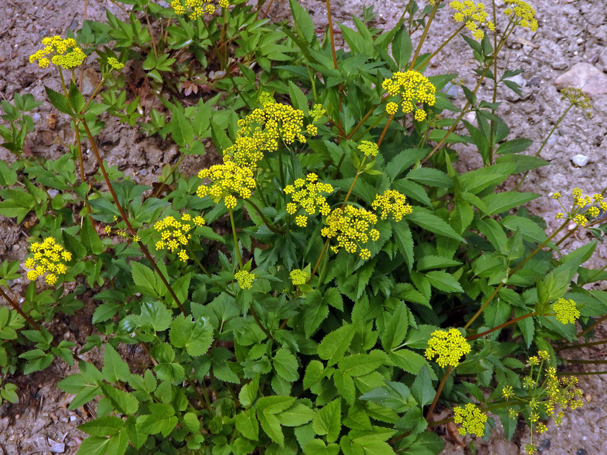 Zizia aurea (L.) W. D. J. Koch