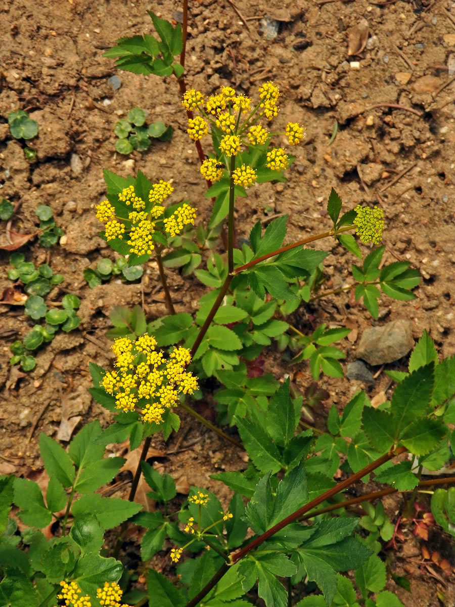 Zizia aurea (L.) W. D. J. Koch