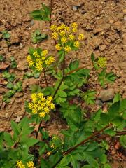 Zizia aurea (L.) W. D. J. Koch