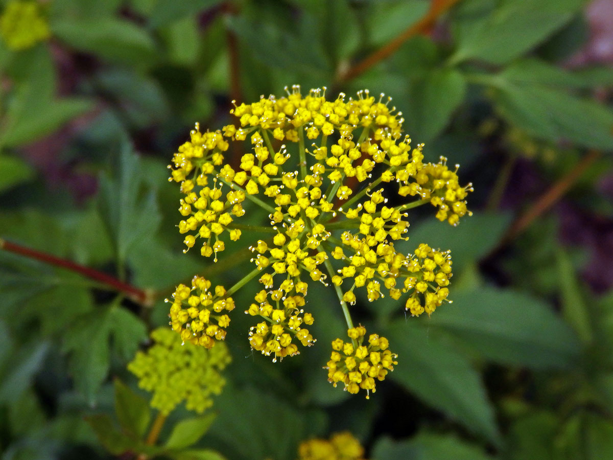 Zizia aurea (L.) W. D. J. Koch