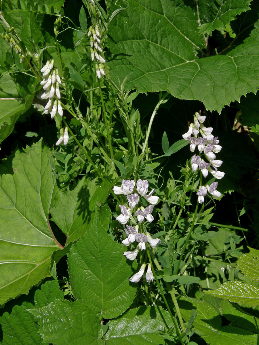 Vikev lesní (Vicia sylvatica L.)