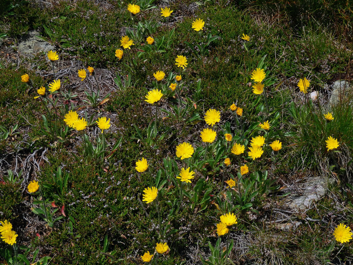 Jestřábník alpský (Hieracium alpinum L.)