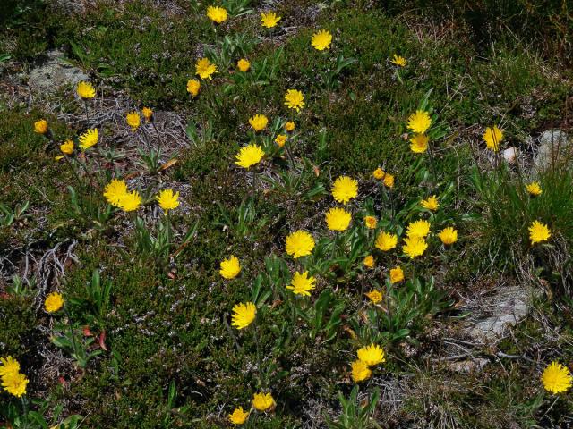 Jestřábník alpský (Hieracium alpinum L.)