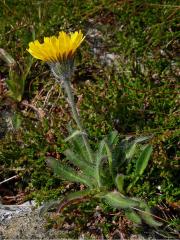 Jestřábník alpský (Hieracium alpinum L.)