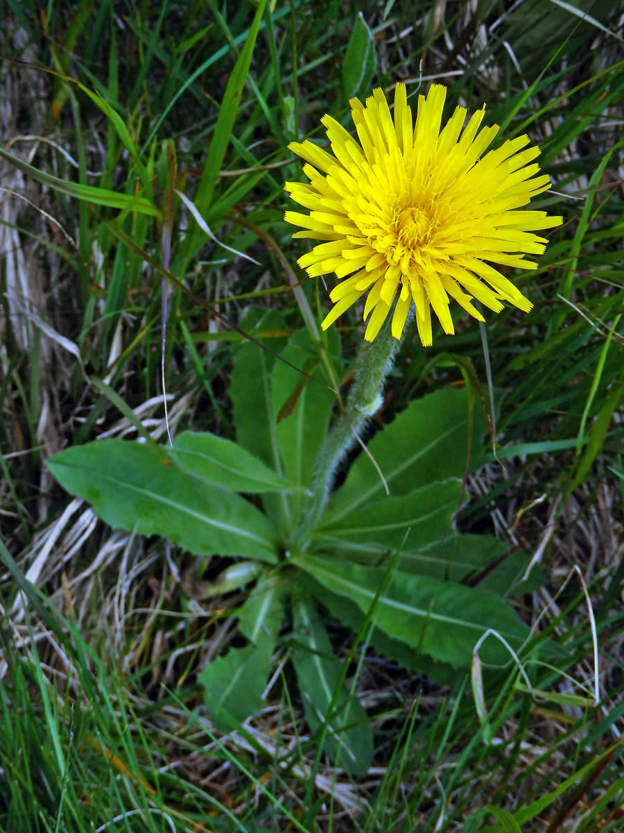 Prasetník jednoúborný (Hypochaeris uniflora Vill.)