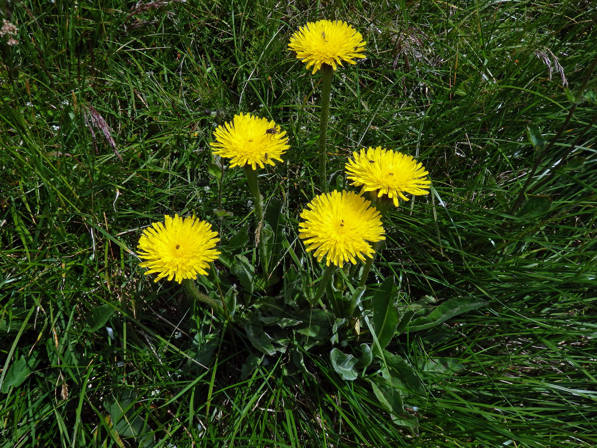 Prasetník jednoúborný (Hypochaeris uniflora Vill.)