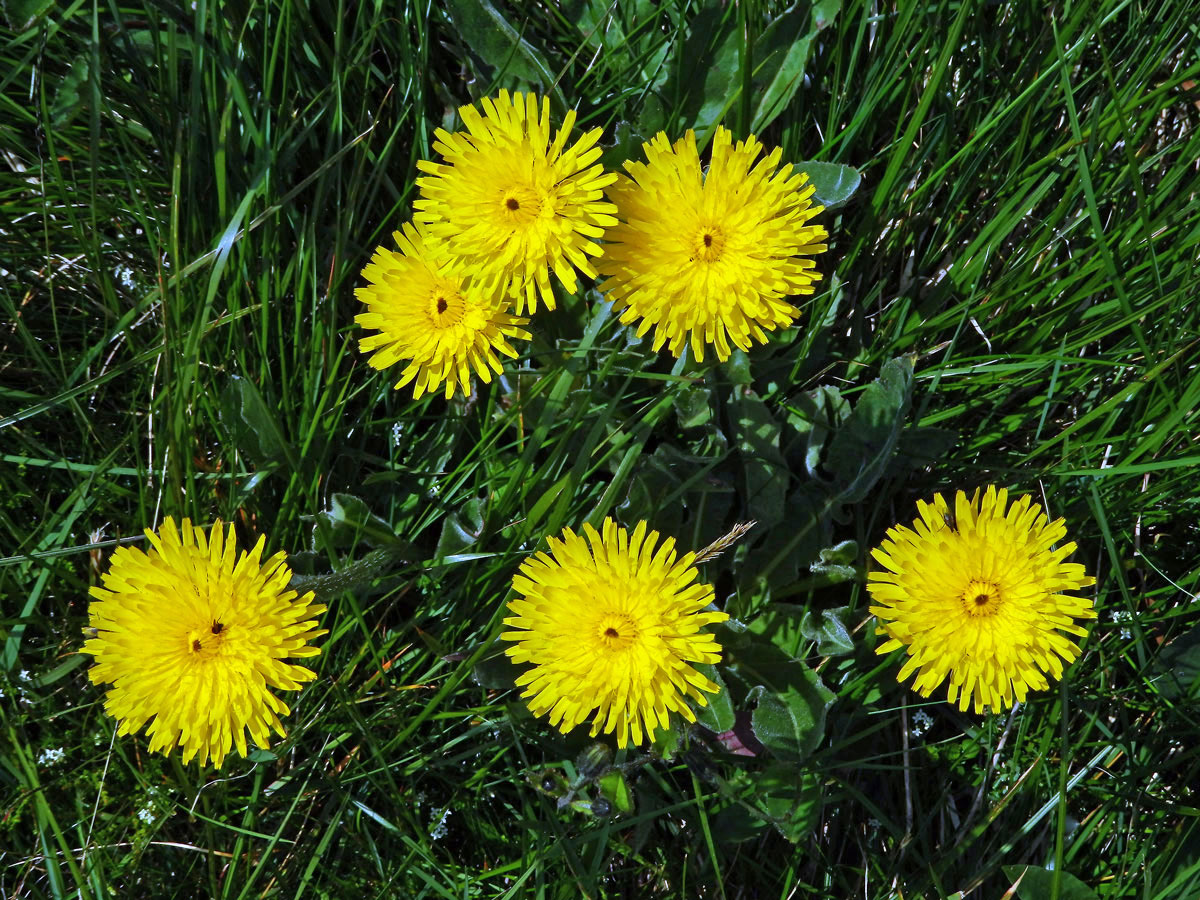 Prasetník jednoúborný (Hypochaeris uniflora Vill.)