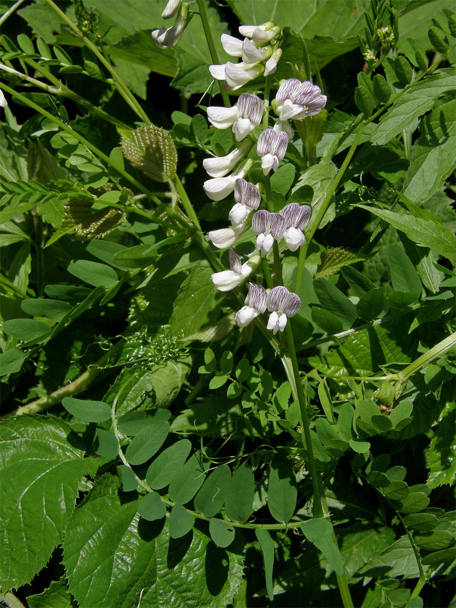 Vikev lesní (Vicia sylvatica L.)