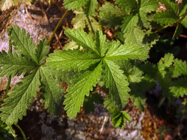 Mochna plazivá (Potentilla reptans L.), šestičetný list (3)