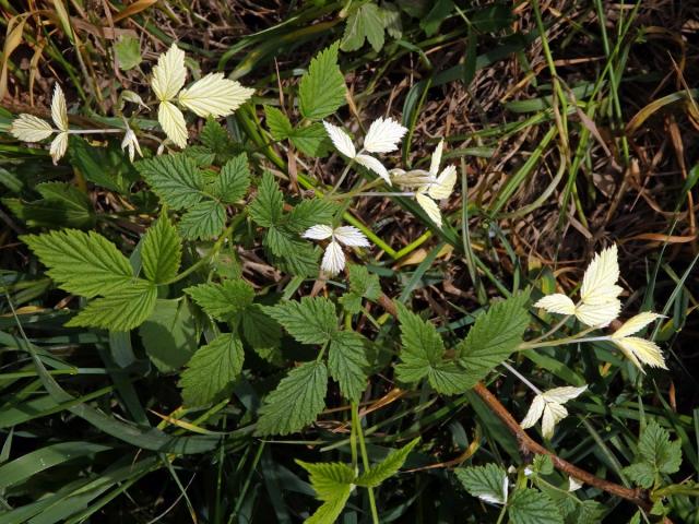 Ostružiník maliník (Rubus idaeus L.) s panašovanými listy