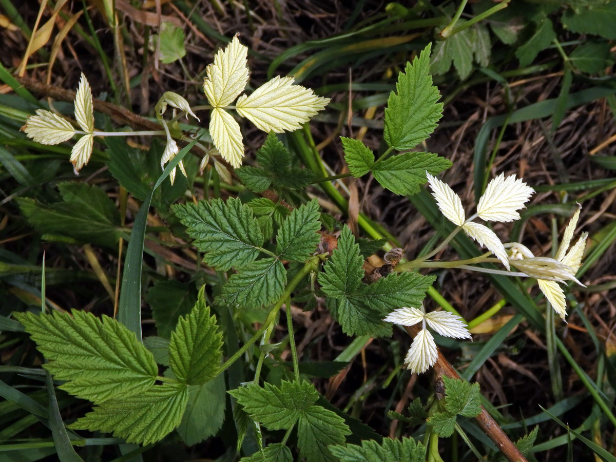 Ostružiník maliník (Rubus idaeus L.) s panašovanými listy