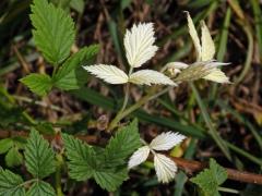 Ostružiník maliník (Rubus idaeus L.) s panašovanými listy