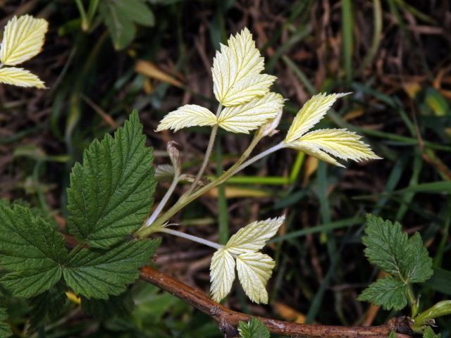 Ostružiník maliník (Rubus idaeus L.) s panašovanými listy