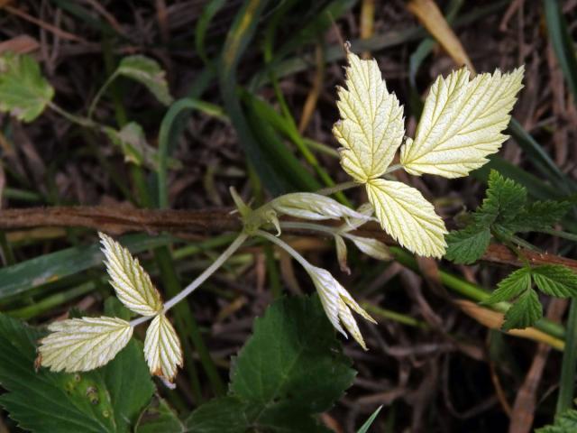 Ostružiník maliník (Rubus idaeus L.) s panašovanými listy